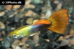 poecilia reticulata poecilia reticulata