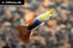 poecilia reticulata poecilia reticulata