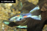 poecilia reticulata poecilia reticulata