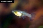 poecilia reticulata poecilia reticulata