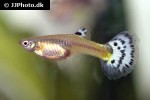 poecilia reticulata poecilia reticulata