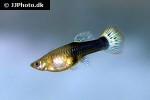poecilia reticulata poecilia reticulata