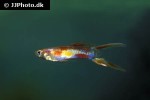 poecilia reticulata poecilia reticulata