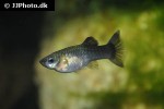 poecilia reticulata poecilia reticulata