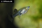 poecilia reticulata poecilia reticulata