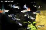 poecilia reticulata poecilia reticulata