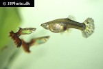 poecilia reticulata poecilia reticulata