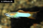 poecilia reticulata poecilia reticulata