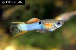 poecilia reticulata poecilia reticulata