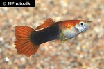 poecilia reticulata poecilia reticulata