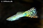 poecilia reticulata poecilia reticulata