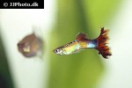 poecilia reticulata poecilia reticulata