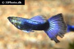 poecilia reticulata poecilia reticulata