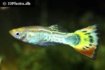 poecilia reticulata poecilia reticulata