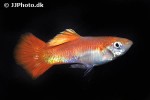 poecilia reticulata poecilia reticulata