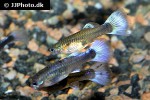 poecilia reticulata poecilia reticulata