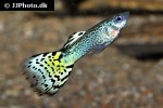 poecilia reticulata poecilia reticulata