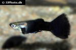 poecilia reticulata poecilia reticulata