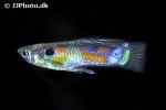poecilia reticulata poecilia reticulata
