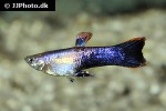 poecilia reticulata poecilia reticulata