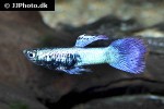 poecilia reticulata poecilia reticulata