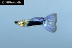 poecilia reticulata poecilia reticulata