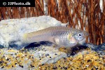 poecilia reticulata colombia poecilia reticulata colombia