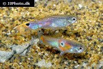 poecilia reticulata colombia poecilia reticulata colombia