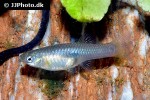 poecilia reticulata colombia poecilia reticulata colombia
