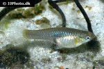 poecilia reticulata colombia poecilia reticulata colombia