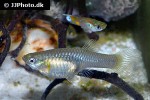 poecilia reticulata colombia poecilia reticulata colombia