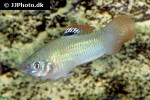 poecilia salvatoris poecilia salvatoris