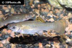 poecilia salvatoris poecilia salvatoris