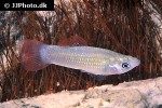 poecilia salvatoris poecilia salvatoris