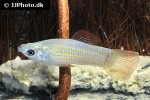 poecilia salvatoris poecilia salvatoris