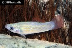 poecilia salvatoris poecilia salvatoris
