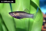poecilia salvatoris poecilia salvatoris