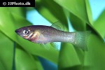 poecilia salvatoris poecilia salvatoris