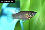 poecilia salvatoris poecilia salvatoris