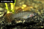 poecilia salvatoris poecilia salvatoris