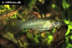 poecilia salvatoris poecilia salvatoris