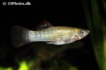poecilia salvatoris poecilia salvatoris