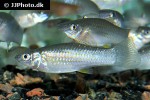 poecilia salvatoris poecilia salvatoris