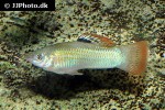 poecilia salvatoris poecilia salvatoris