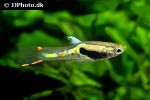 poecilia species endler poecilia species endler