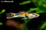 poecilia species endler poecilia species endler