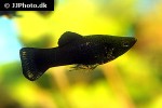 poecilia sphenops black poecilia sphenops black