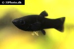 poecilia sphenops black poecilia sphenops black