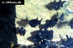 poecilia sphenops black poecilia sphenops black