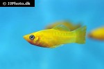 poecilia sphenops gold poecilia sphenops gold